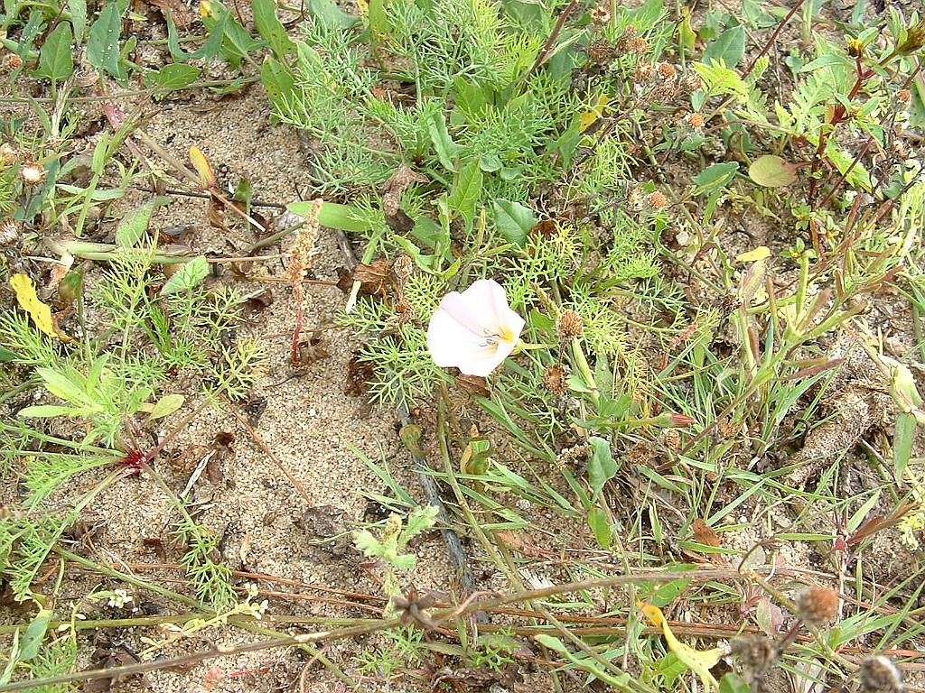 Akkerwinde [044].jpg - Akkerwinde  [Convolvulus arvensis]